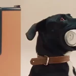 Consul treina cães idosos a buscarem cerveja na geladeira