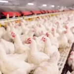 Gripe aviária carne de frango: entenda os riscos e o que dizem as autoridades
