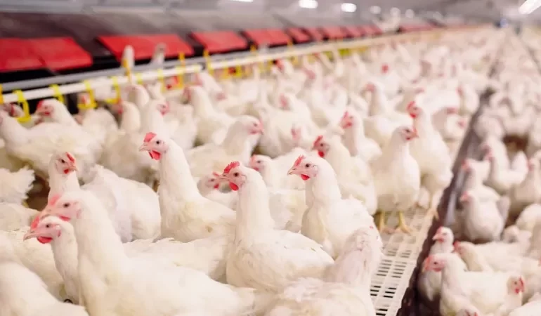 Alerta aviário: Gripe em granjas comerciais preocupa, mas carne de frango segue segura para consumo
