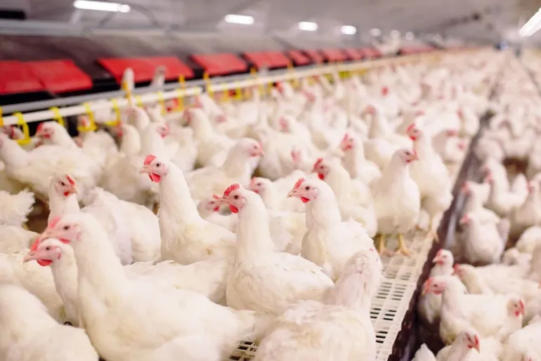 Gripe aviária carne de frango: entenda os riscos e o que dizem as autoridades