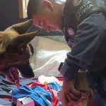 Choque de ordem: Colatina cumpre mandado judicial e reforça fiscalização em casas noturnas